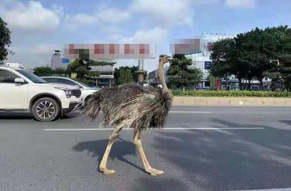 街頭驚現(xiàn)巨大鴕鳥 與汽車搶車道！網(wǎng)友：你也要趕早高峰